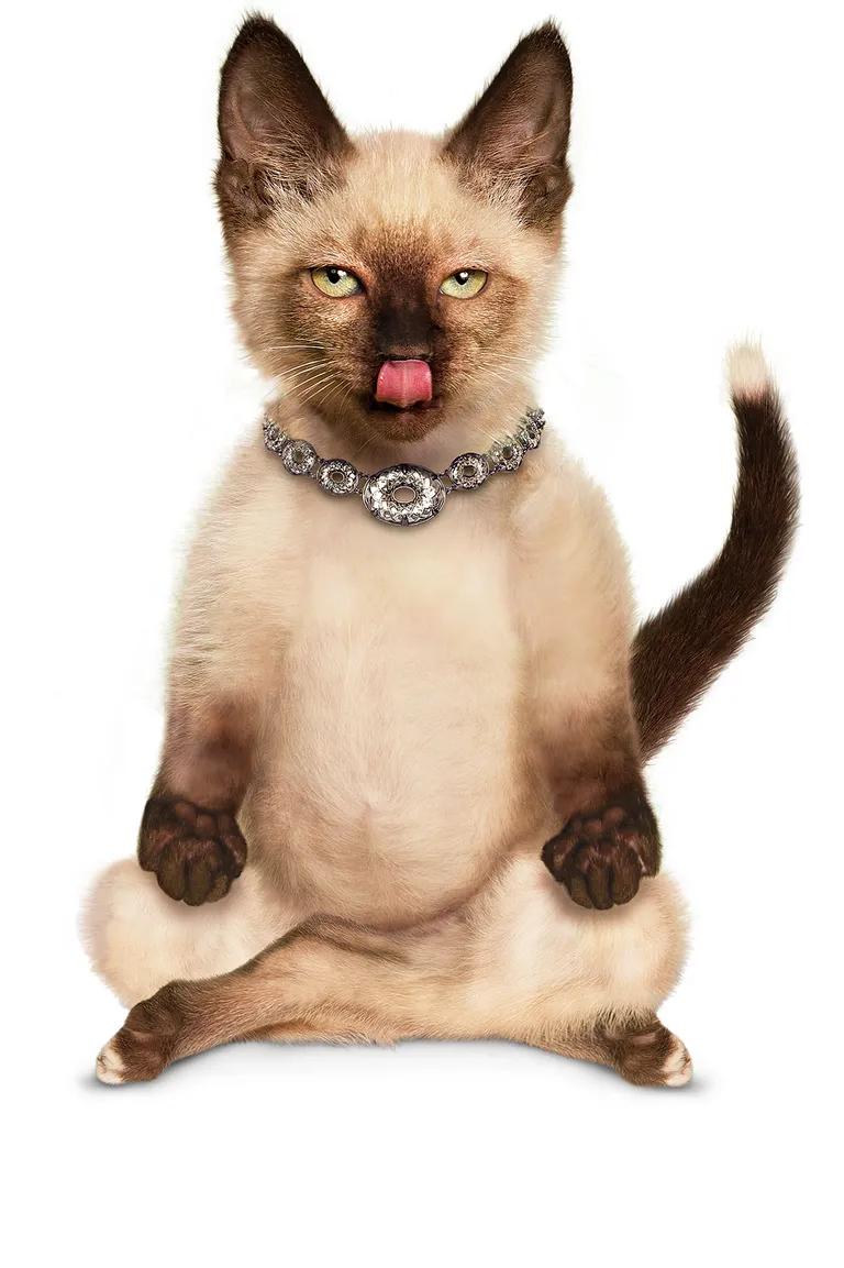 Sassy Cat