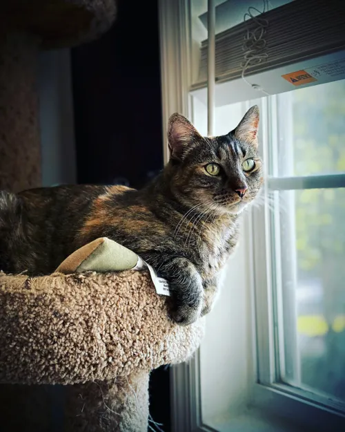 Stella Cat